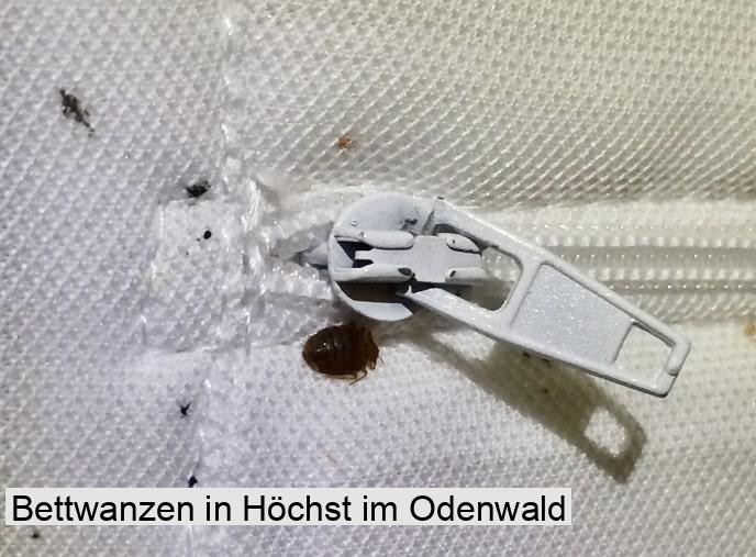 Bettwanzen in Höchst im Odenwald